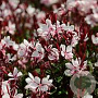 Gaura l. Gaudi Light Pink GM  P11