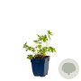 Geranium 'Brookside' GM  P11