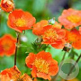 Geum coccineum 'Tosai' GM  P11