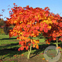 Acer japonicum 'Vitifolium' 125-150 cm cont. 80L