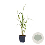 Molinia arund. 'Karl Foerster' GM  P11