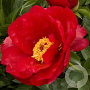Paeonia (HH) 'Blaze' GM  P11
