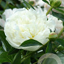 Paeonia (LD) 'Duchesse de Nemours' GM  P11