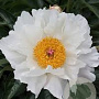 Paeonia (L) 'Krinkled White' GM  P11
