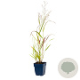 Panicum virgatum 'Squaw' GM  P11