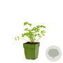 Petroselinum crispum neapolitanum GM  P11
