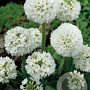 Primula dent. 'Confetti White' GM  P11