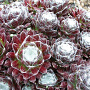 Sempervivum arachnoideum GM  P11