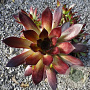 Sempervivum 'Noir' GM  P11