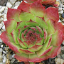Sempervivum 'Seerosenstern' GM  P11