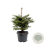 Abies koreana 25-30 cm 3,5L