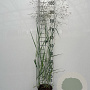 Panicum virgatum 'Heavy Metal' GM 2,0L