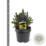 Picea a. 'Tompa' 20-25 cm 3,0L