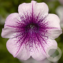 Petunia Famous Rose Veins GM hangpot 23cm