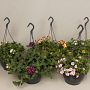 hangpotten 23cm diverse soorten GM hangpot 23cm
