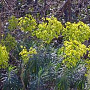 Euphorbia characias GM P9