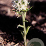 Petasites albus GM P9