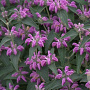 Phlomis taurica GM P9