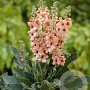 Verbascum 'Jackie' GM P9
