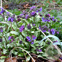 Pulmonaria long. 'Diana Clare' GM P9