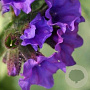 Pulmonaria long. 'Diana Clare' GM P9