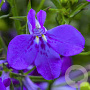 Lobelia e. Techno Blue GM P12