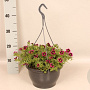 Hangpotten 23 cm Calibrachoa Goodnight kiss GM P23