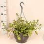 Hangpotten 23 cm Scaevola blue GM P23
