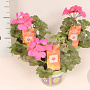 Pelargonium Calliope landscape Pink (+steeketiket) GM P12