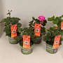 Pelargonium Calliope Divers (+steeketiket) GM P12