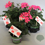 Pelargonium Calliope landscape Rose (+steeketiket) GM P12