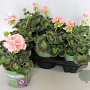 Pelargonium zonale Lenja (light Salmon) GM P12
