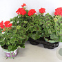 Pelargonium zonale Senna (Boerenrood) GM P12