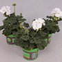 Pelargonium zonale White GM P12