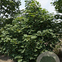Acer platanoides 250-300 cm draadkluit meerstammig 350-400 diameter