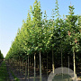 Acer rubrum 450-500 cm draadkluit meerstammig 200-250 diameter