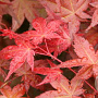 Acer pal. 'Chishio Improved' 250-300 cm cont. 180L