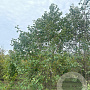 Alnus glutinosa 500-550 cm draadkluit meerstammig 400-450 diameter