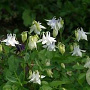 Aquilegia v. 'Nivea' GM P9