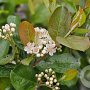 Aronia prunifolia 250-300 cm draadkluit struik 175-200 diameter