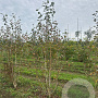 Betula utilis jacquemontii 200-250 cm draadkluit meerstammig 160-180 cm diameter