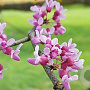 Cercis griffithii 175-200 cm draadkluit meerstammig 200-250 diameter
