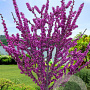 Cercis glabra 250-300 cm draadkluit meerstammig 350-400 diameter