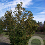 Corylus avellana 250-300 cm draadkluit struik 175-200 diameter