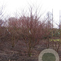 Cornus controversa 'Pagoda' 350-400 cm draadkluit struik 140-160 diameter