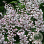 Deutzia scabra 'Plena' 350-400 cm draadkluit struik 140-160 diameter