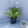 Digitalis purpurea GM 2,0L