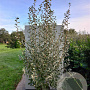 Elaeagnus 'Quicksilver' 350-400 cm draadkluit struik 140-160 diameter
