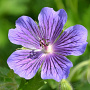 Geranium magnificum 'Anemoneflorum' GM P9