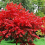Acer pal. 'Fireglow' 175-200 cm cont. 80L